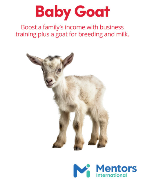 Baby Goat