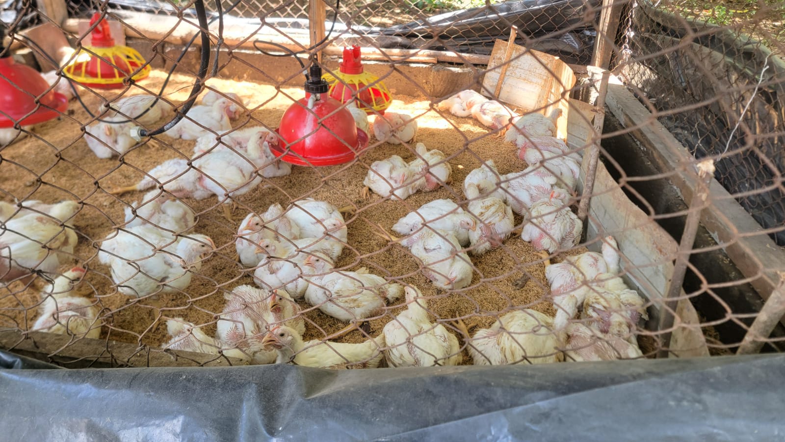 15dd4628-0e99-4d3e-a6e0-9e479a8c3e6b